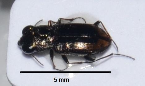 Notiophilus biguttatus