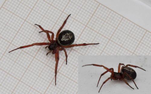 Réf. 267 806 : Steatoda nobilis