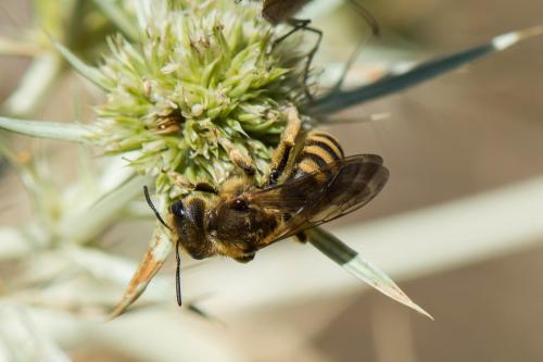Halictus scabiosae