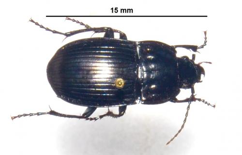 Abax ovalis