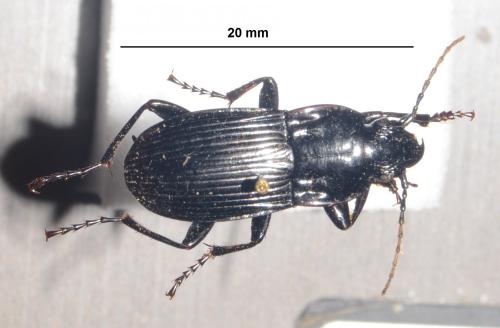 Réf. 267 040 : Abax parallelepipedus