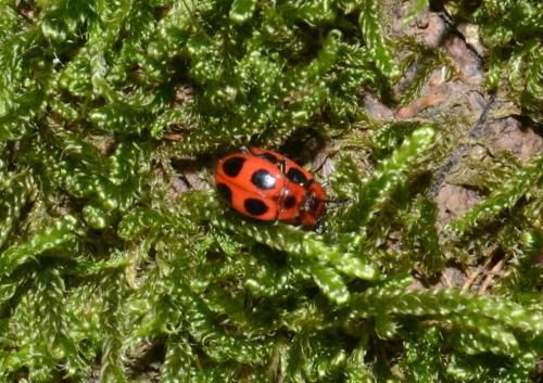 Réf. 267 195 : Endomychus coccineus