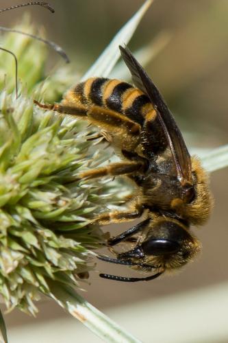 Halictus scabiosae