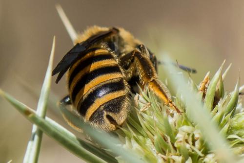 Halictus scabiosae