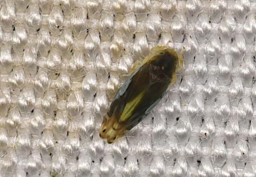Réf. 267 743 : Eurhadina sp.