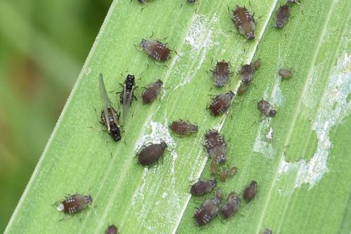 Aphis newtoni