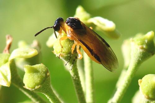 Athalia sp.