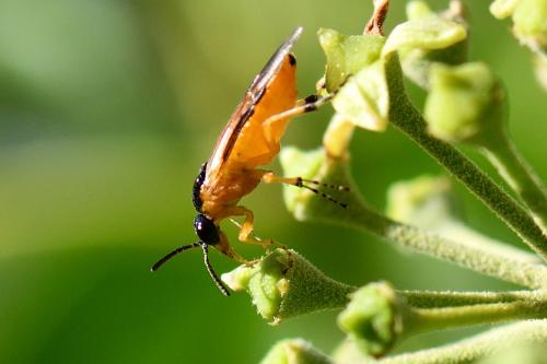 Athalia sp.