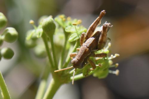 Pezotettix giornae