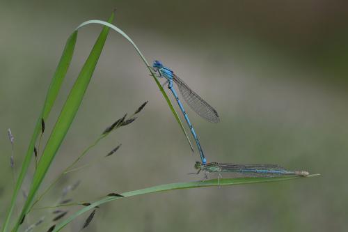 Erythromma lindenii