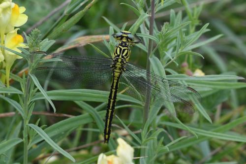 Stylurus flavipes