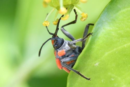 Spilostethus pandurus