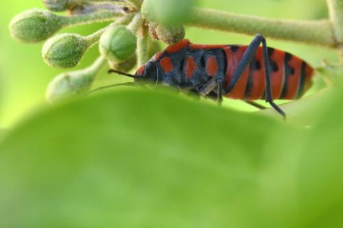 Spilostethus pandurus