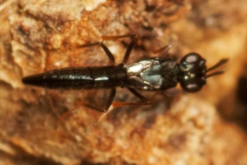 Calymmochilus dispar