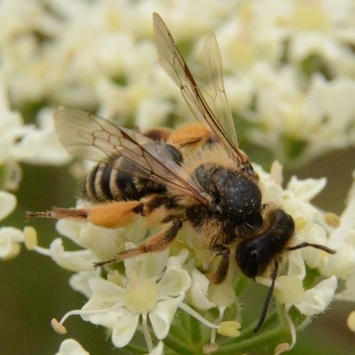 Andrena flavipes
