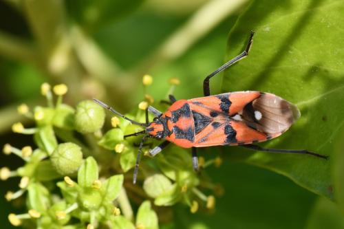 Réf. 267 073 : Spilostethus pandurus