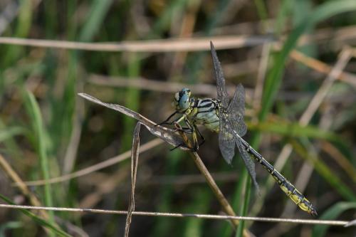Stylurus flavipes