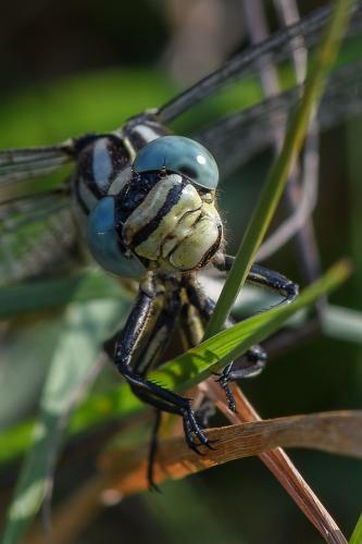 Stylurus flavipes
