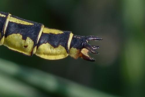 Stylurus flavipes