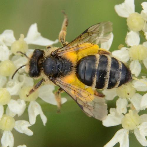 Andrena flavipes