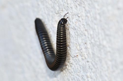Réf. 267 456 : Ommatoiulus sabulosus