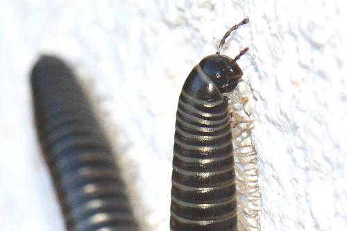 Réf. 267 457 : Ommatoiulus sabulosus
