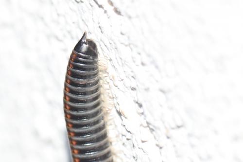 Réf. 267 458 : Ommatoiulus sabulosus