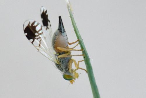 Trupanea amoena