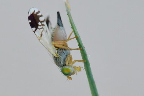 Trupanea amoena