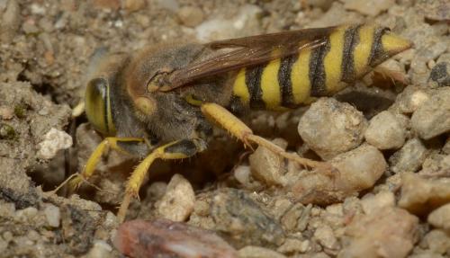 Réf. 267 705 : Bembix tarsata