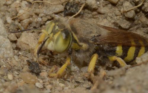 Réf. 267 699 : Bembix tarsata