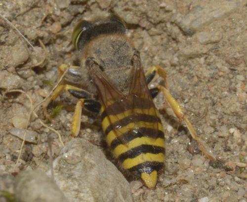 Réf. 267 700 : Bembix tarsata