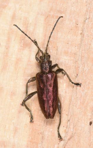 Donacia bicolora