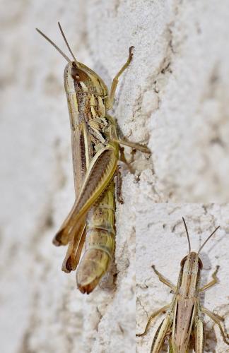 Réf. 267 288 : Euchorthippus declivus