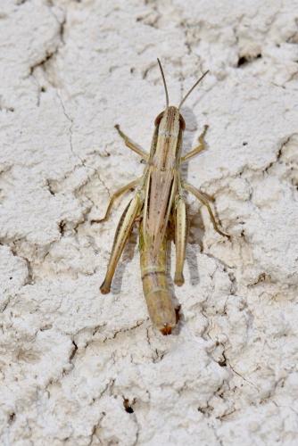 Euchorthippus declivus