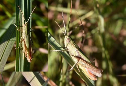 Réf. 267 476 : Chorthippus dorsatus dorsatus