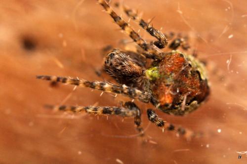 Réf. 267 475 : Gibbaranea gibbosa