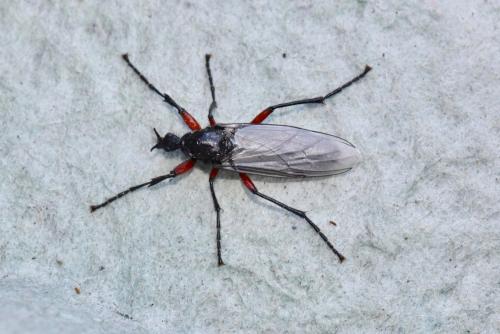 Bibio pomonae