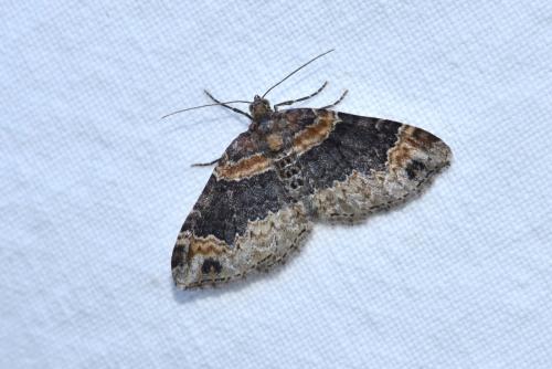 Réf. 267 141 : Xanthorhoe ferrugata