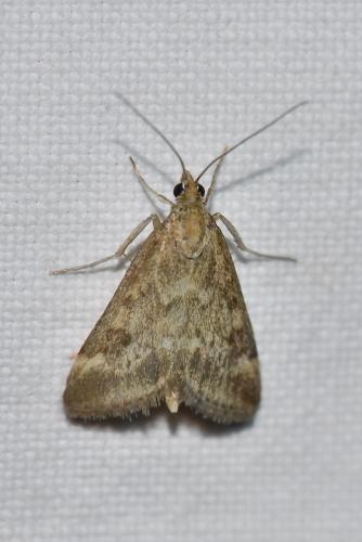 Réf. 267 028 : Pyrausta despicata