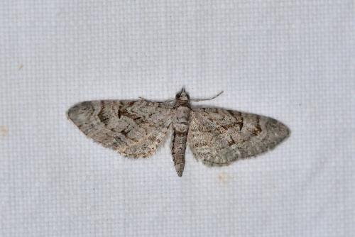 Réf. 267 047 : Eupithecia pusillata