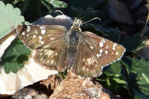 Réf. 267 139 : Pyrgus sp.