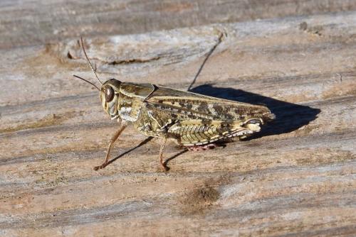 Calliptamus sp.