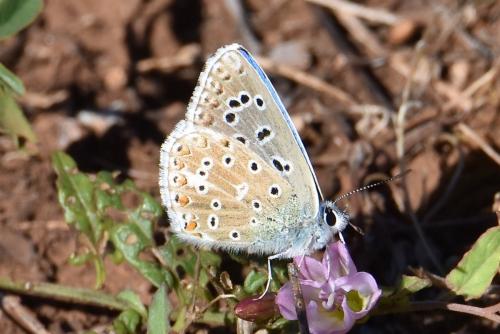 Polyommatus bellargus