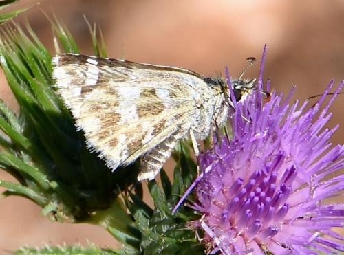 Réf. 267 294 : Pyrgus sp.