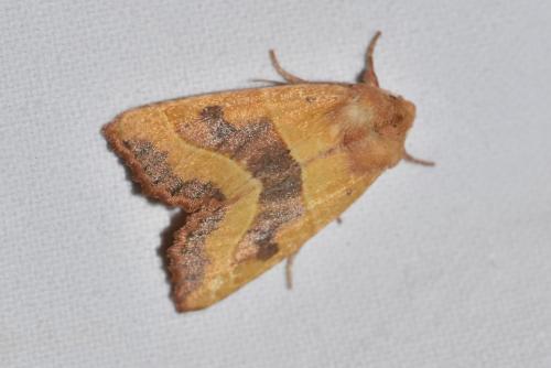 Réf. 267 025 : Atethmia centrago