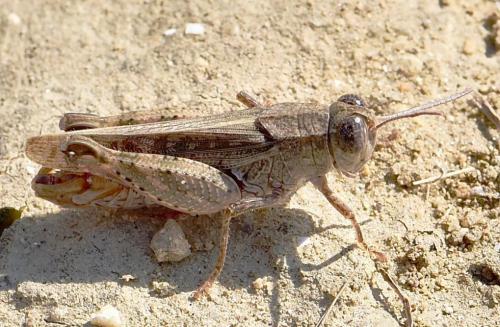 Calliptamus barbarus barbarus