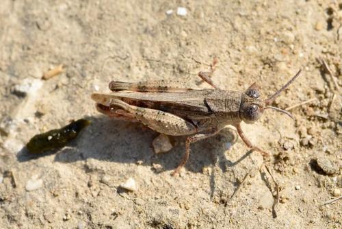 Réf. 267 535 : Calliptamus barbarus barbarus