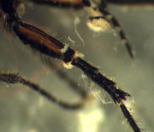 Dilophus bispinosus