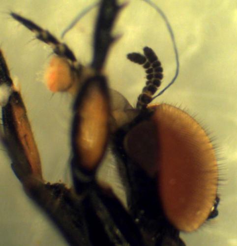 Réf. 267 279 : Dilophus bispinosus